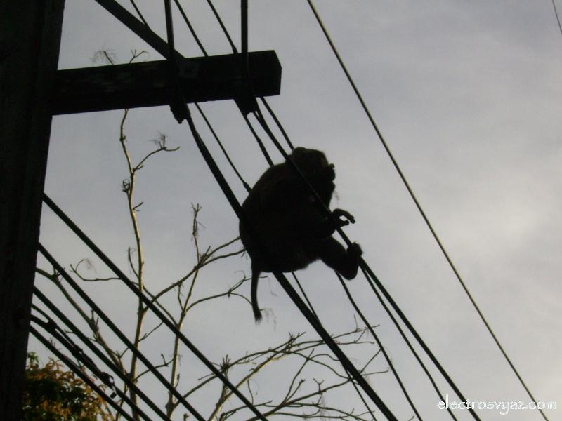 Tailand Monkey