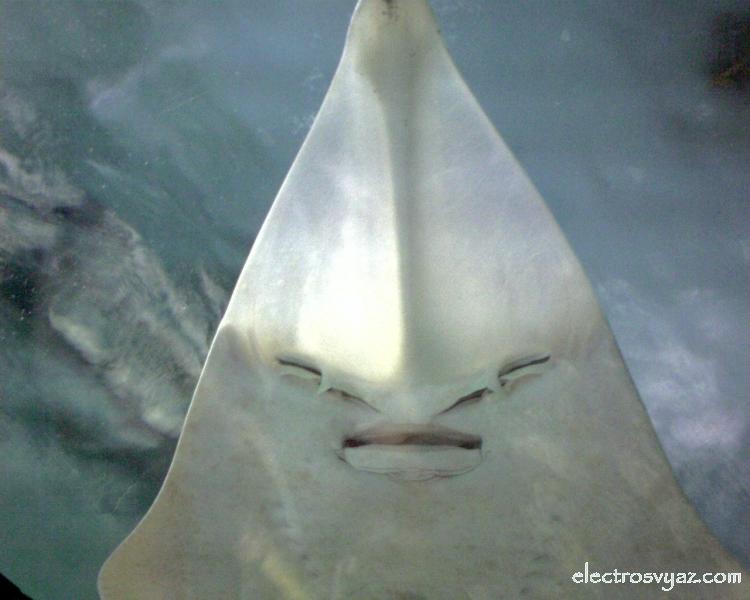 Shark
